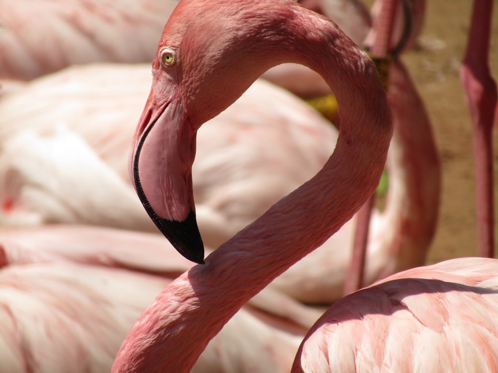 pink flamingos in close up photography