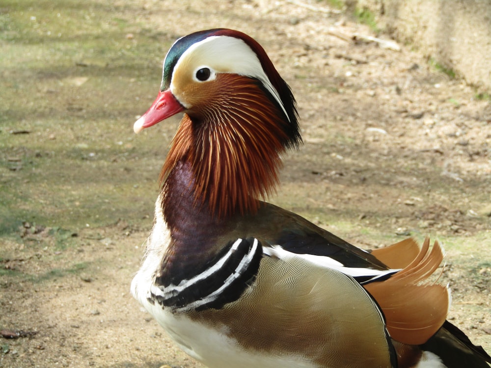 brown white and black duck on brown soil