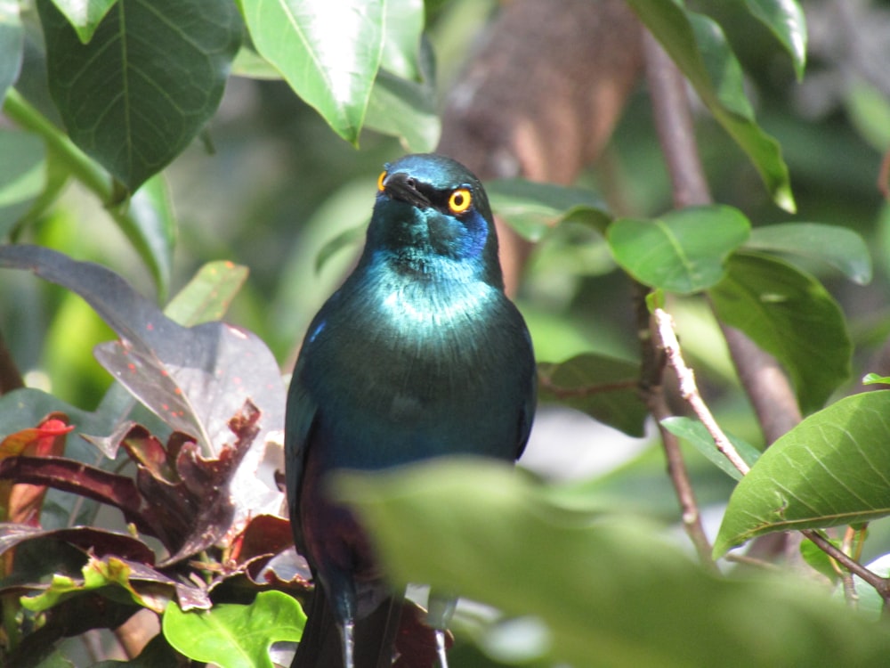 blue and green bird on tree branch