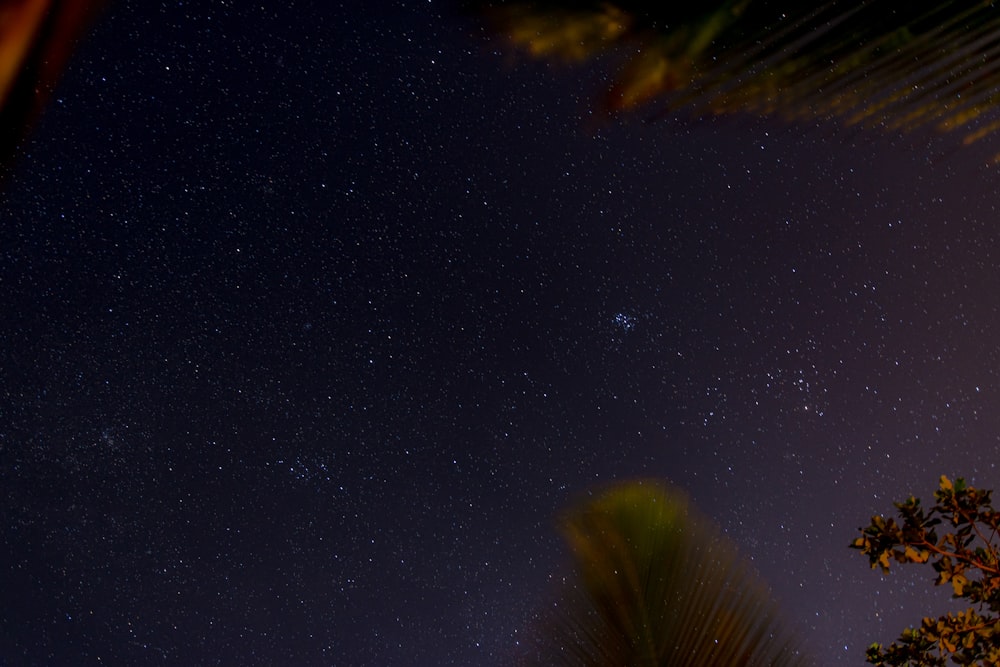 green tree under blue sky during night time