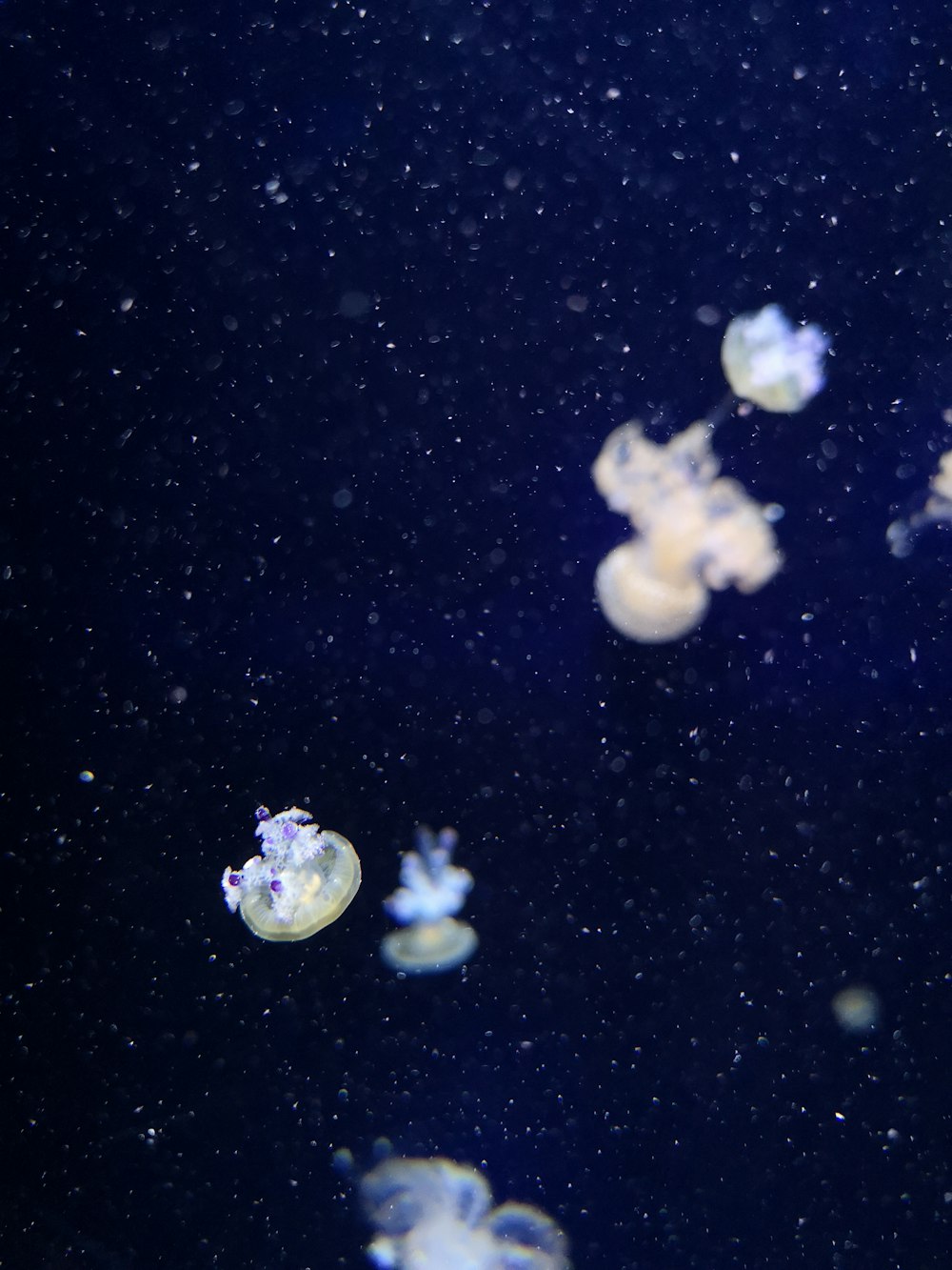 white jellyfish on black background