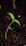 A small green seedling with two delicate leaves is emerging from dark, rich soil. The leaves have tiny droplets of water on their surface, adding a sense of freshness and new growth.