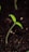 A small green seedling with two delicate leaves is emerging from dark, rich soil. The leaves have tiny droplets of water on their surface, adding a sense of freshness and new growth.
