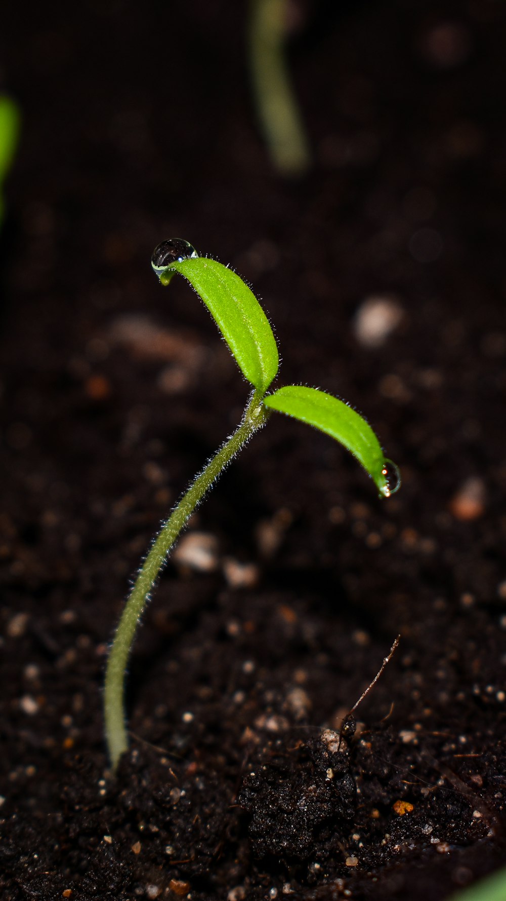 planta verde com gotículas de água