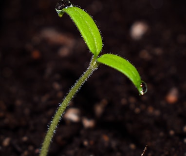 green plant with water droplets