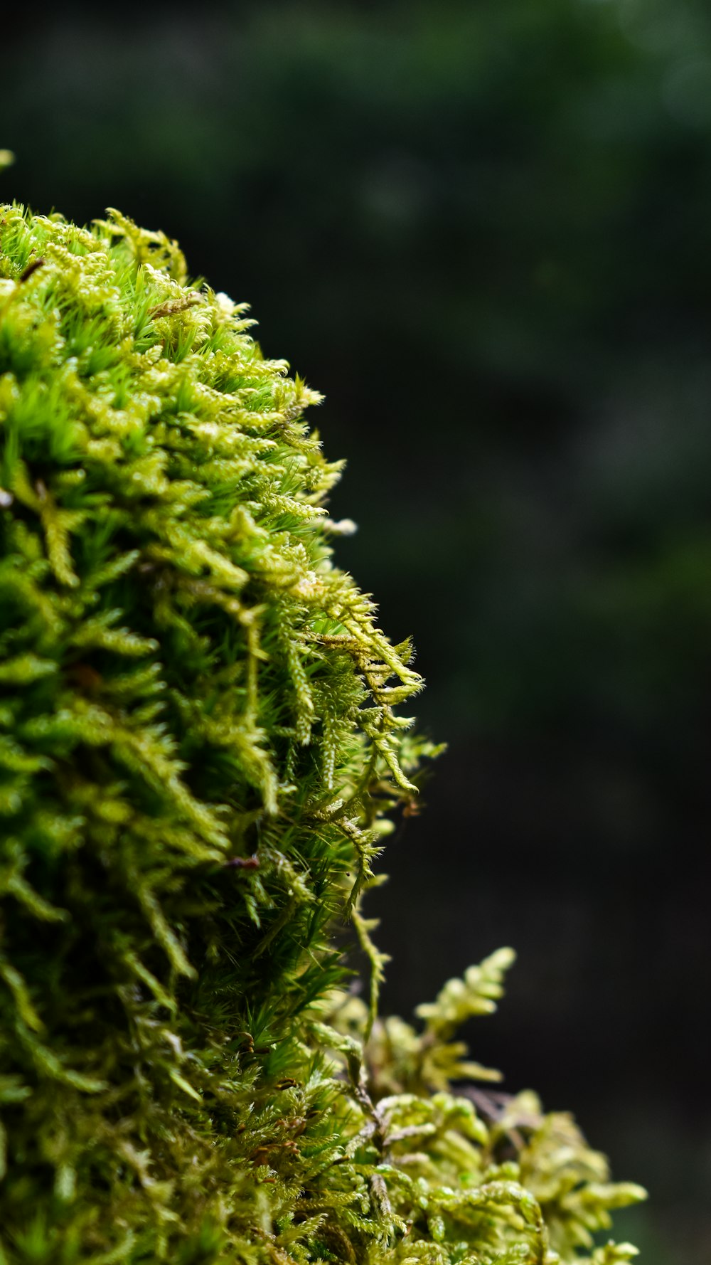 green plant in close up photography