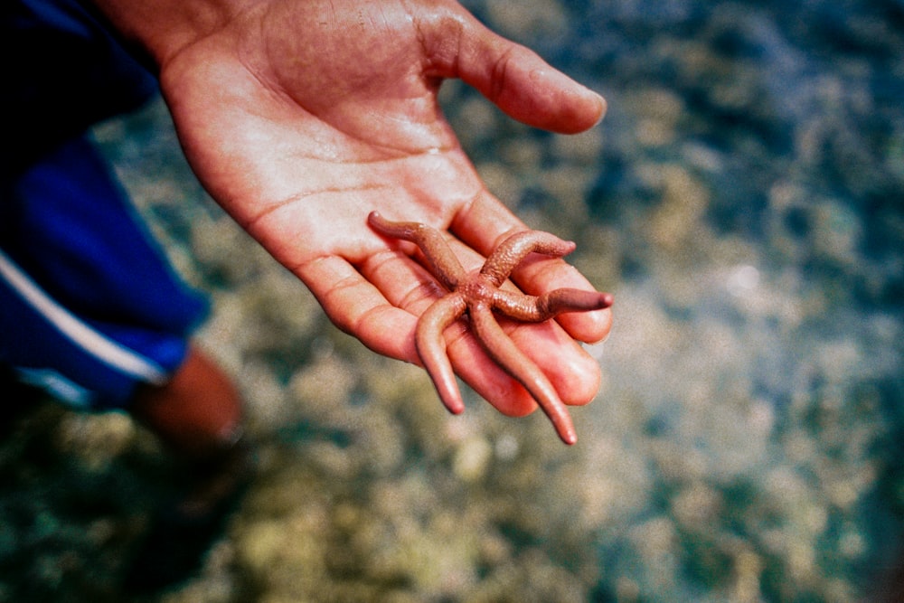 person holding red starfish during daytime