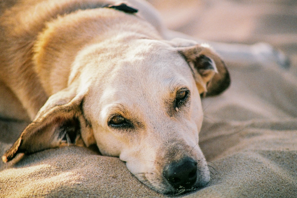 white and brown short coated dog lying on gray textile