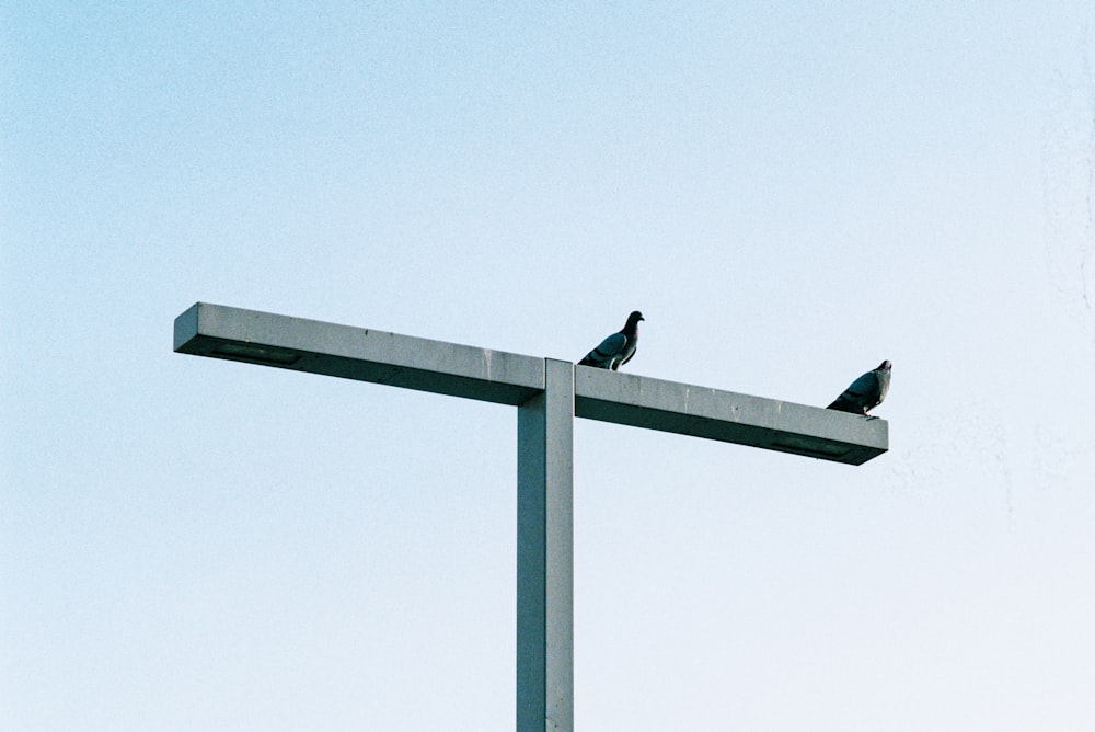 black bird on gray metal post