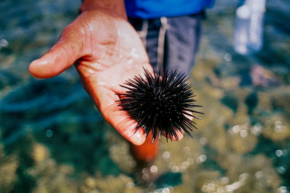 person holding black hair brush