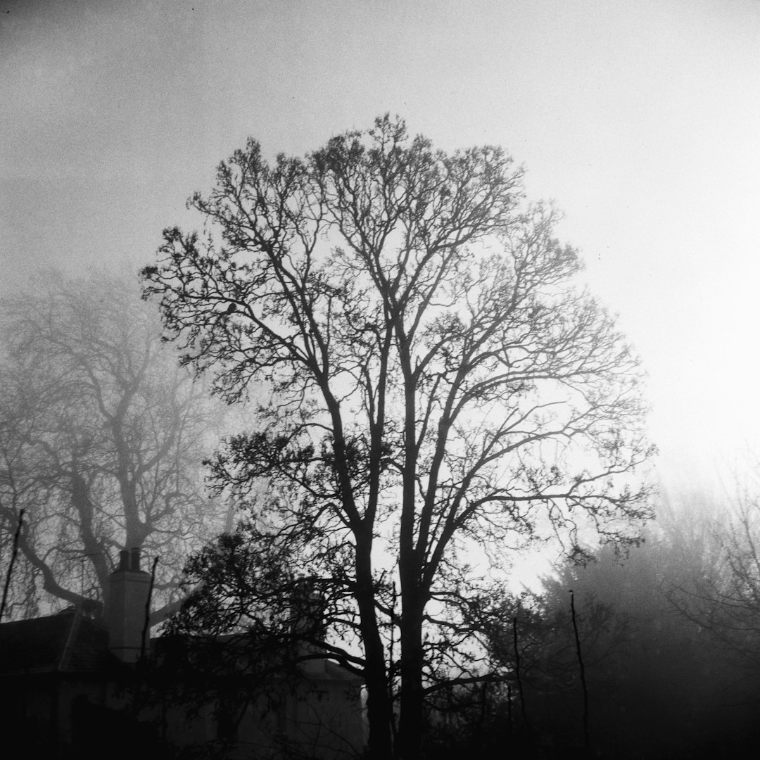 grayscale photo of leafless tree