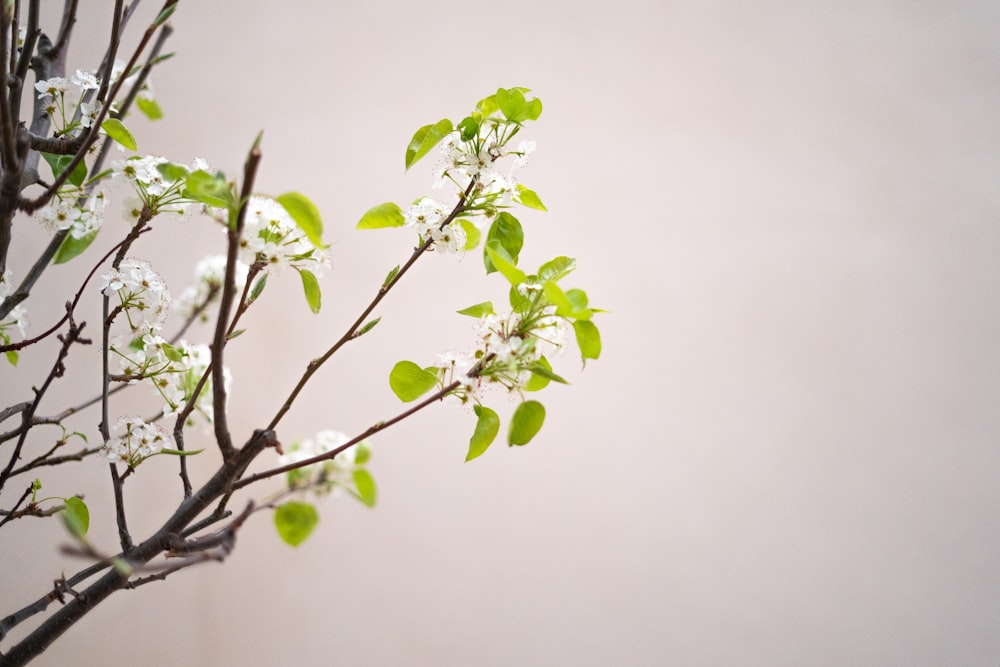 green leaves on white background