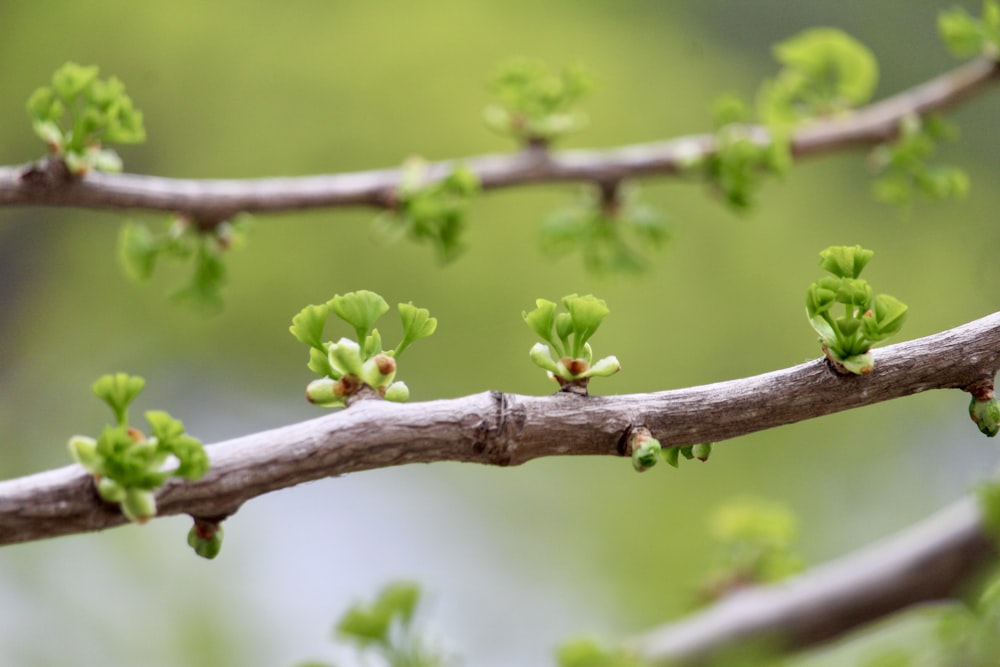 green fruit on brown tree branch