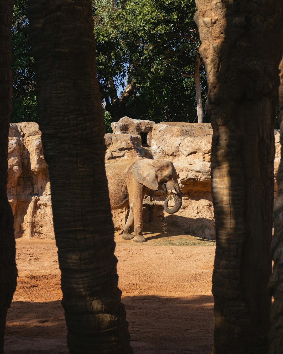 elephant standing beside tree during daytime