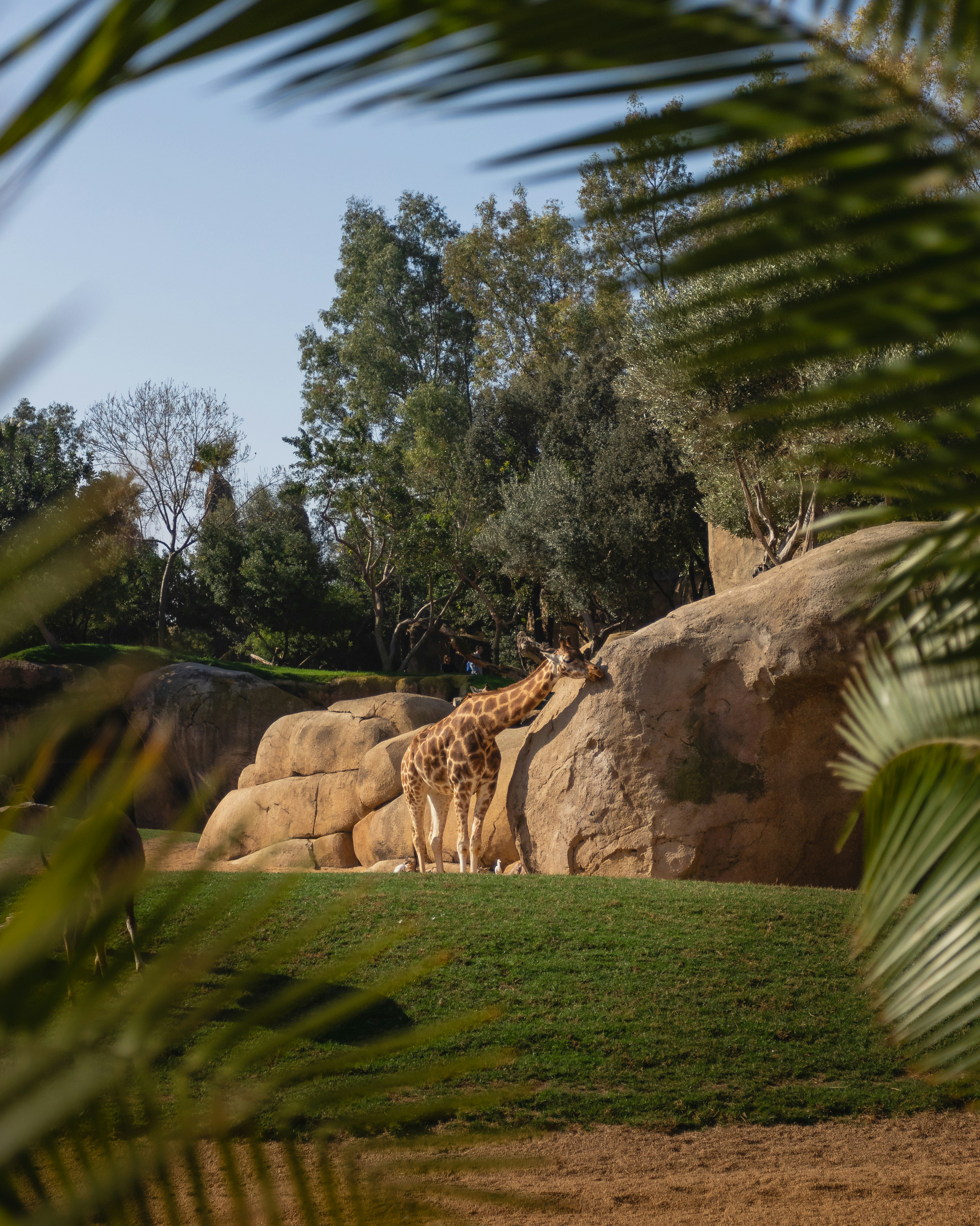green grass field near brown rock formation during daytime