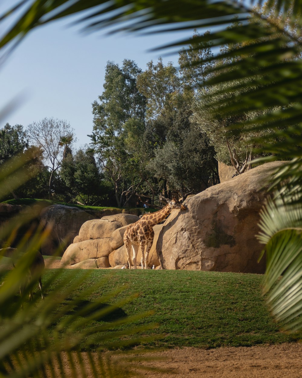 green grass field near brown rock formation during daytime