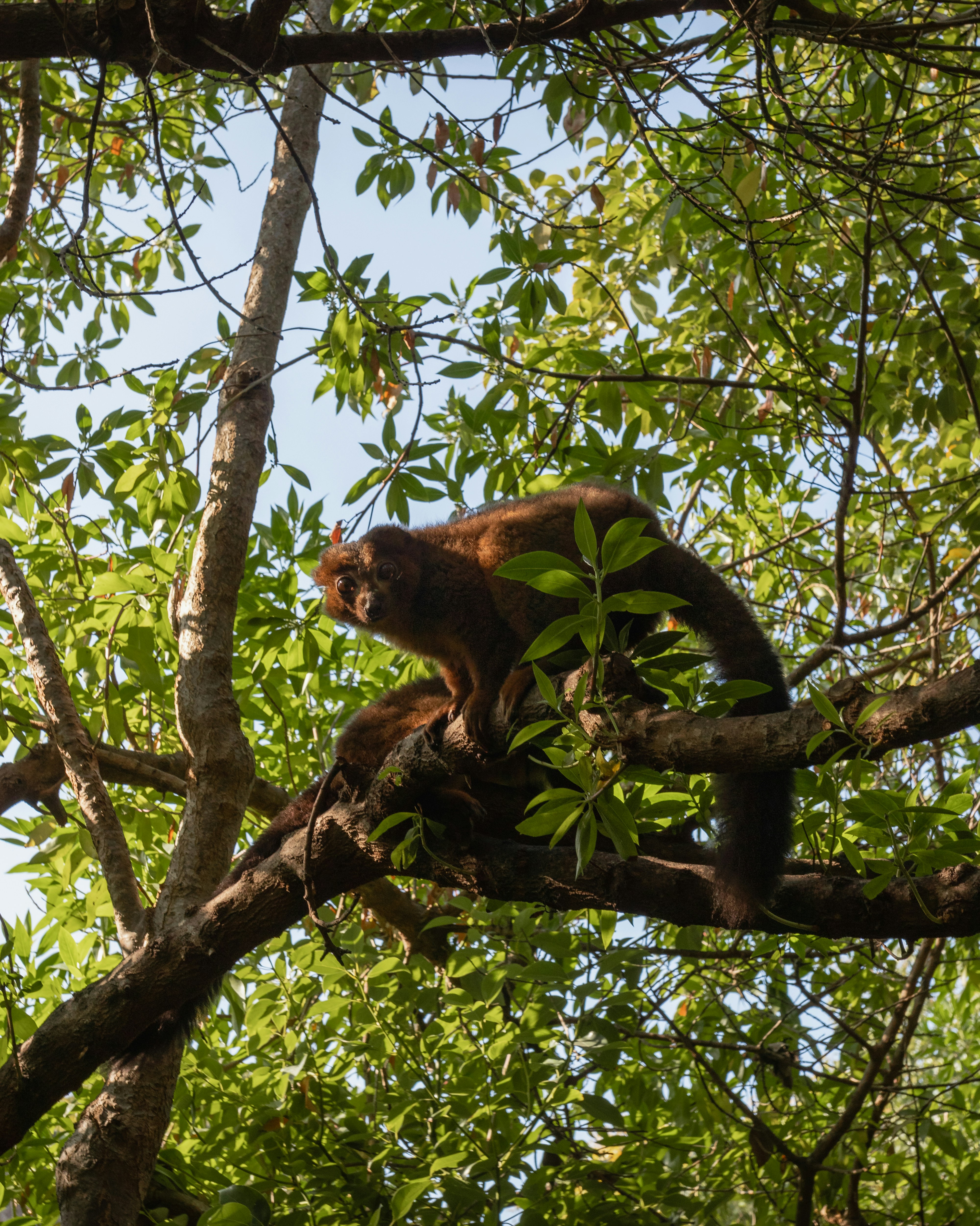 brown and black animal on tree branch during daytime