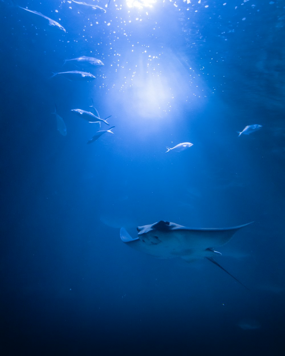 white and black fish under water