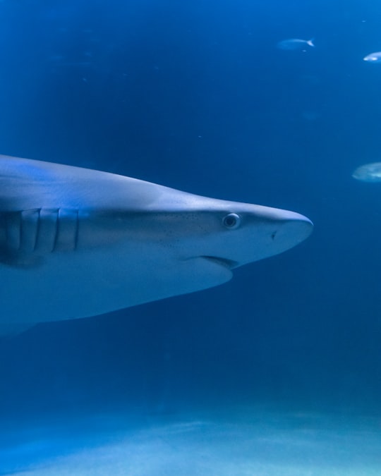 grey and white shark underwater in Oceanográfico Spain