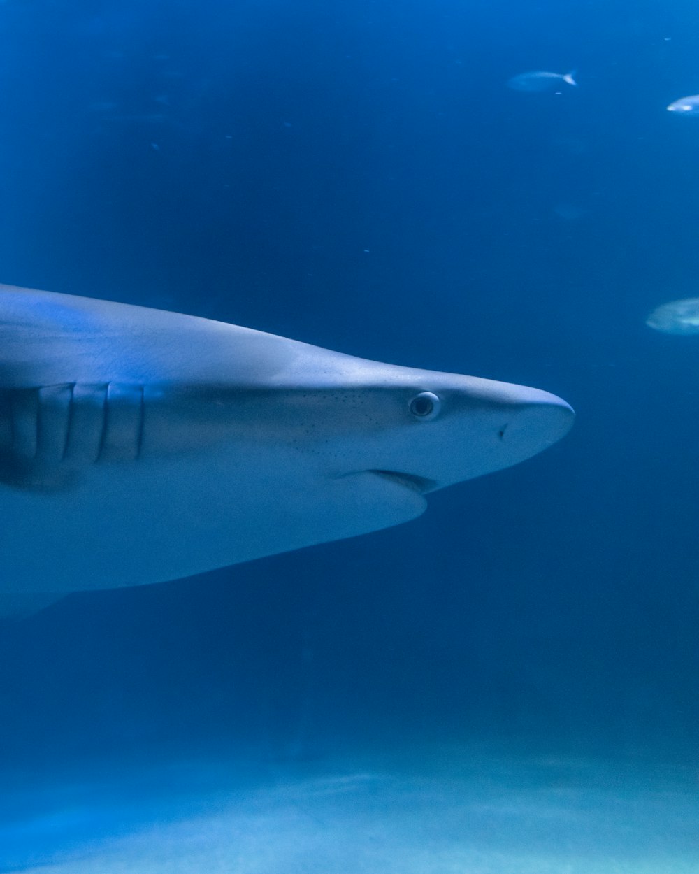 Tiburón gris y blanco bajo el agua