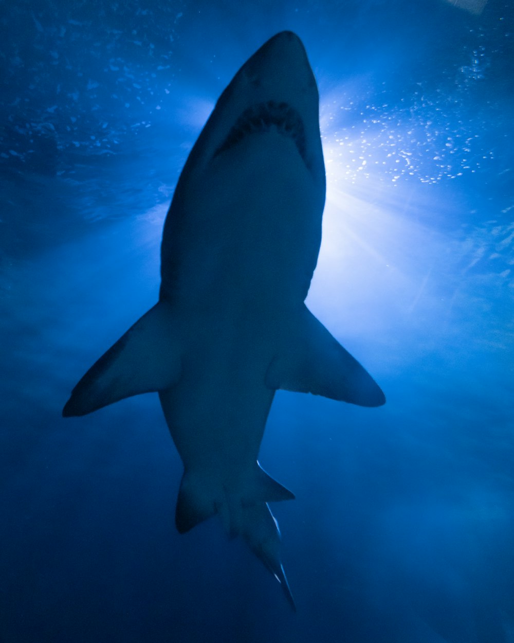 requin noir sous ciel bleu