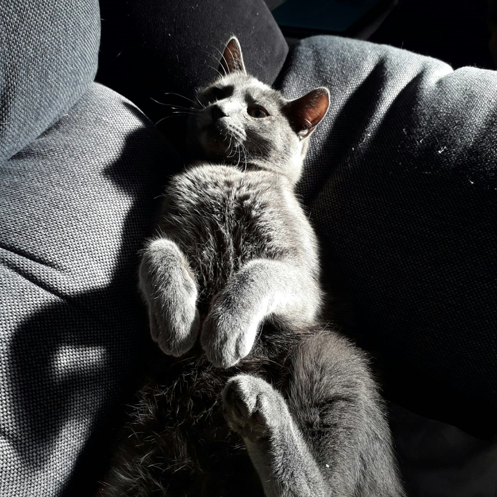 gray cat lying on black textile
