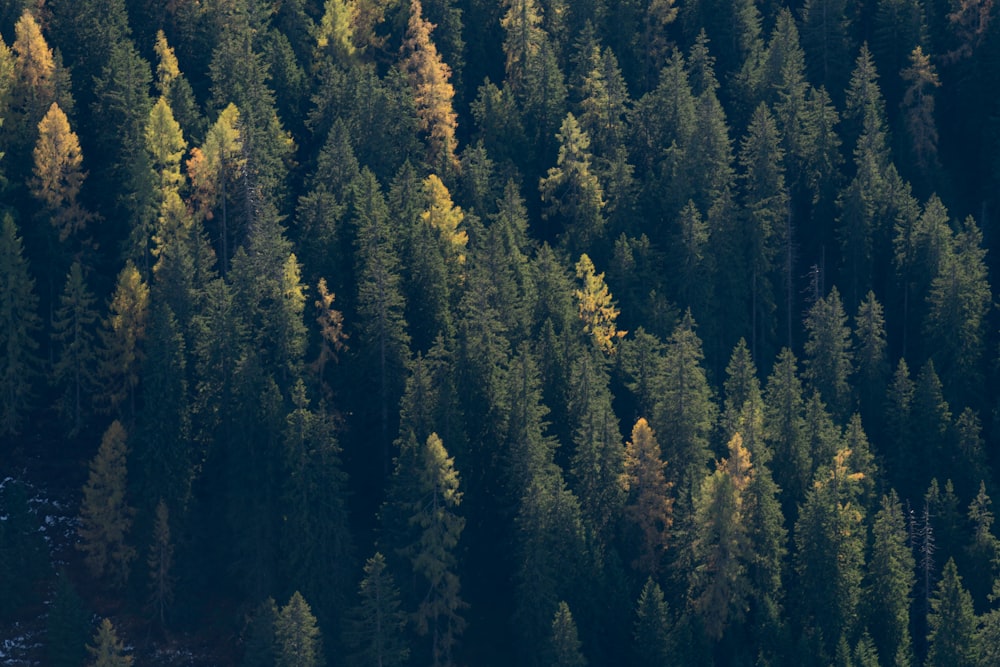 arbres verts et jaunes pendant la journée