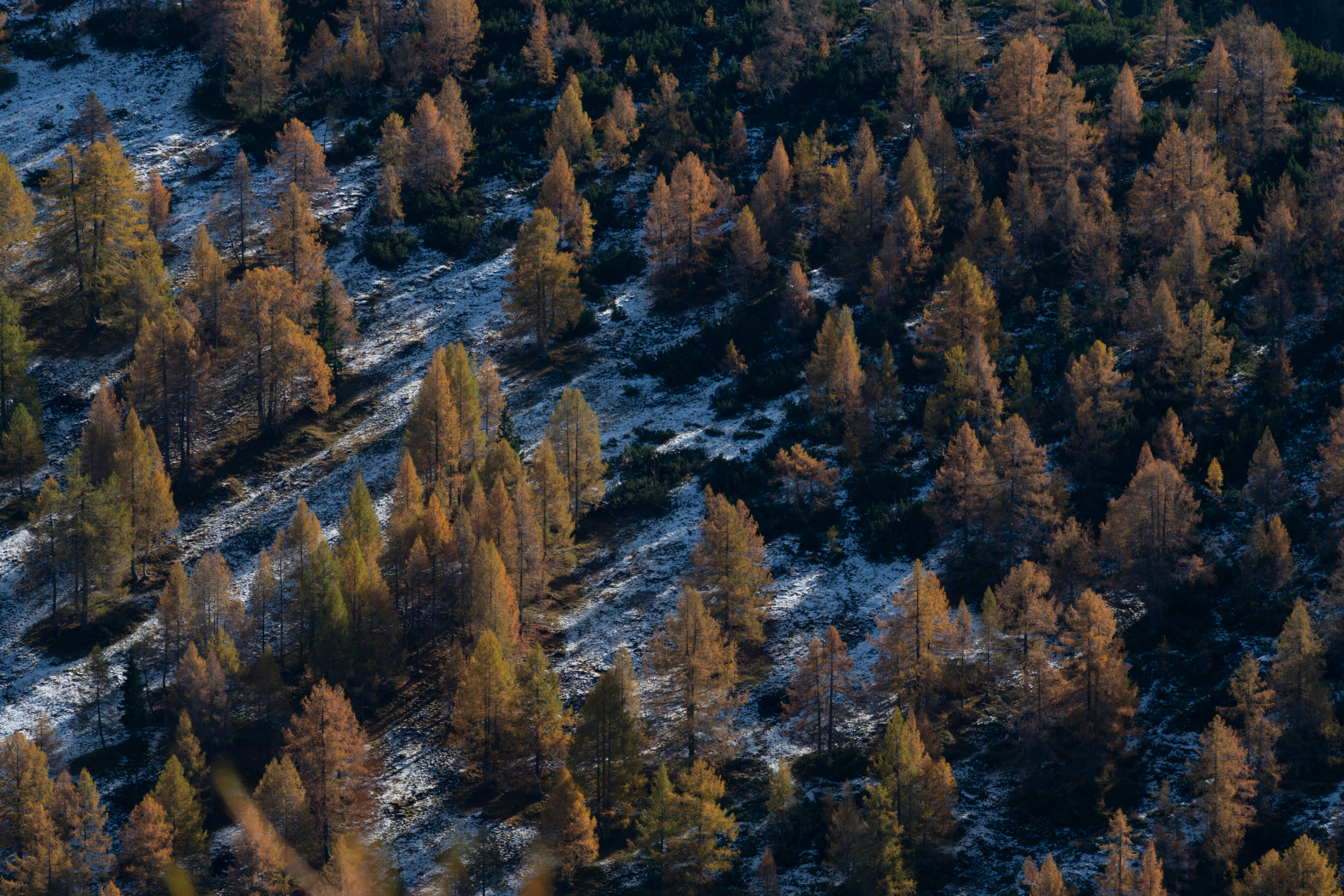green and brown trees during daytime