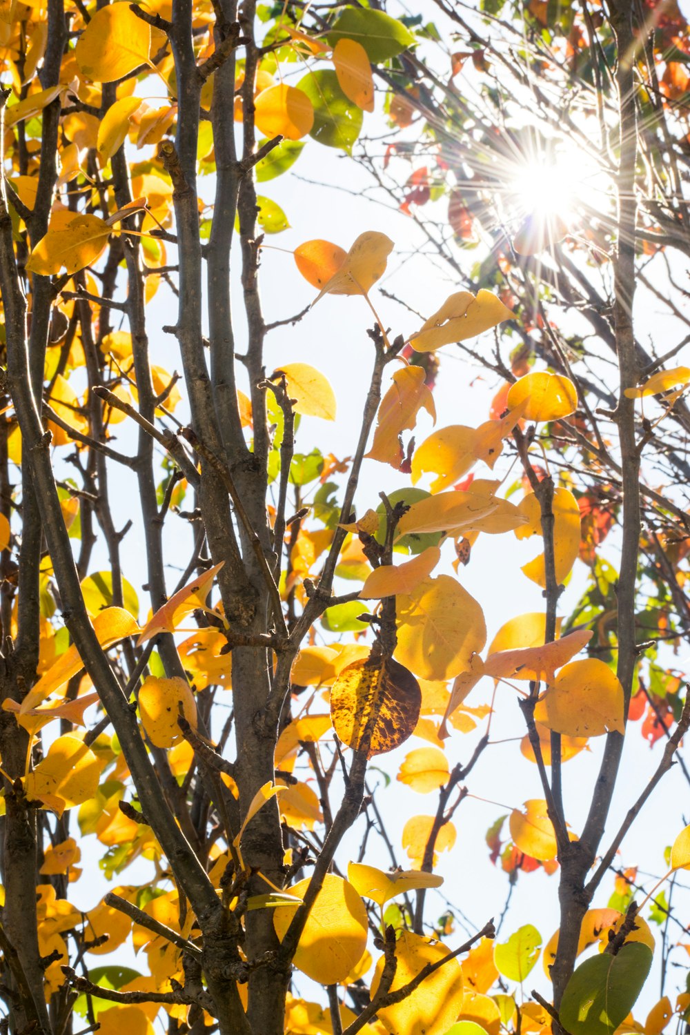 yellow leaves on tree during daytime