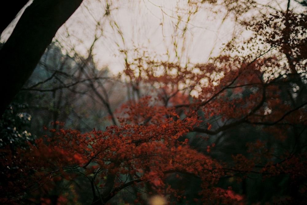 red leaf trees during daytime