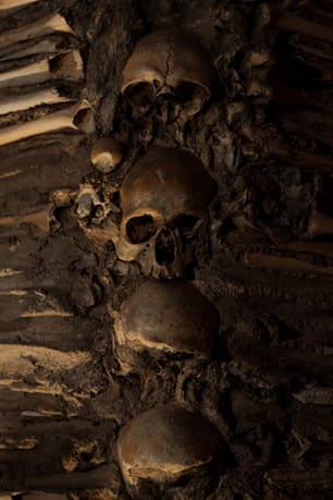 grayscale photo of skull on rock