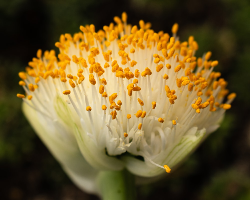 white and yellow flower in macro lens