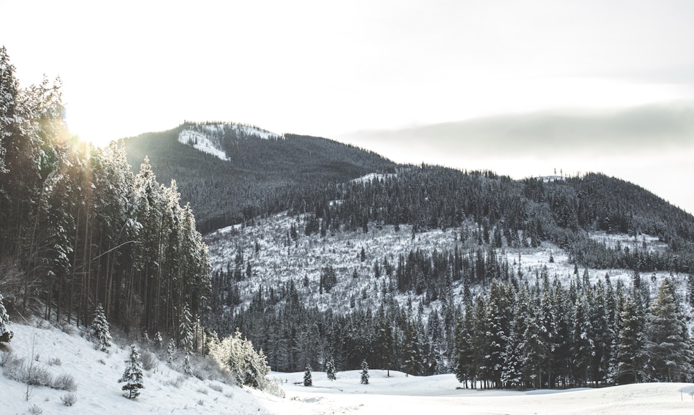 green pine trees on snow covered ground during daytime