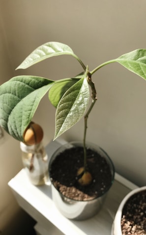 A towering avocado tree in a large pot with lush green leaves under bright sunlight.