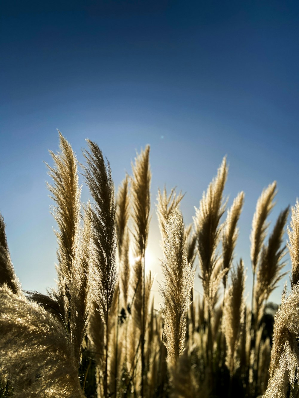 Champ de blé brun sous le ciel bleu pendant la journée