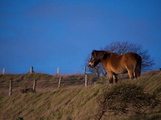 brown horse on green grass field under blue sky during daytime in White Cliffs of Dover United Kingdom