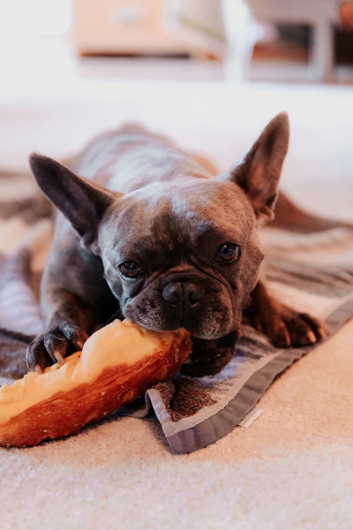 Perro comiendo una porcion de sandia