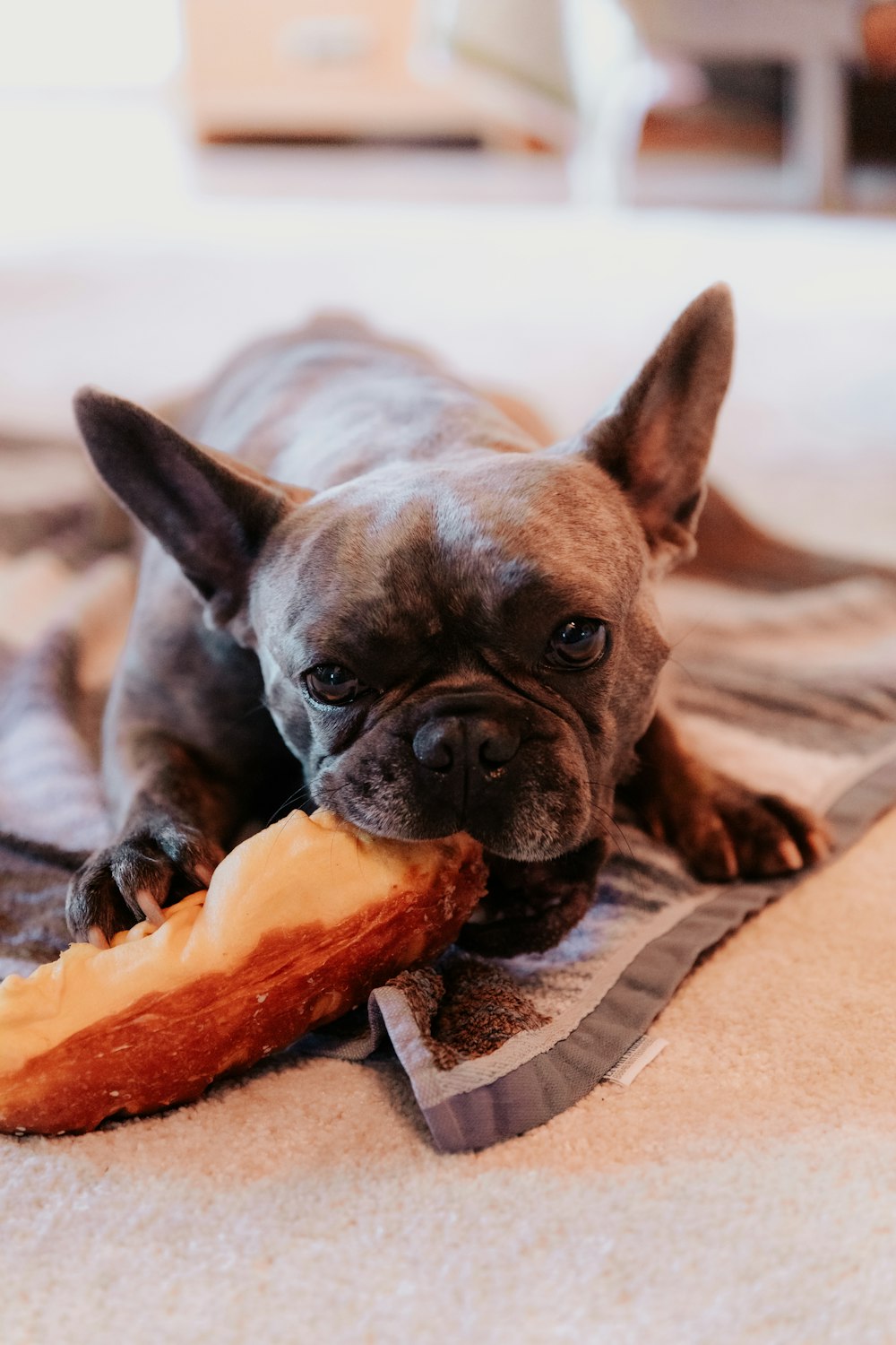 brown and black short coated dog eating sliced of watermelon