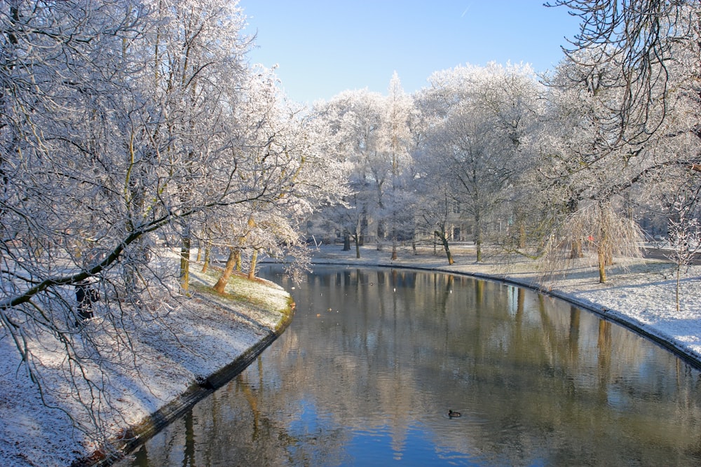 white trees beside river under blue sky during daytime