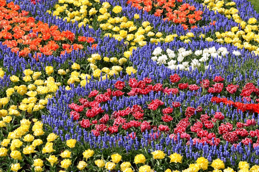 yellow red and purple flower field