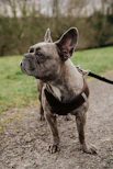 brown and white short coated dog with black leash