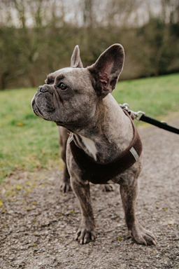 brown and white short coated dog with black leash