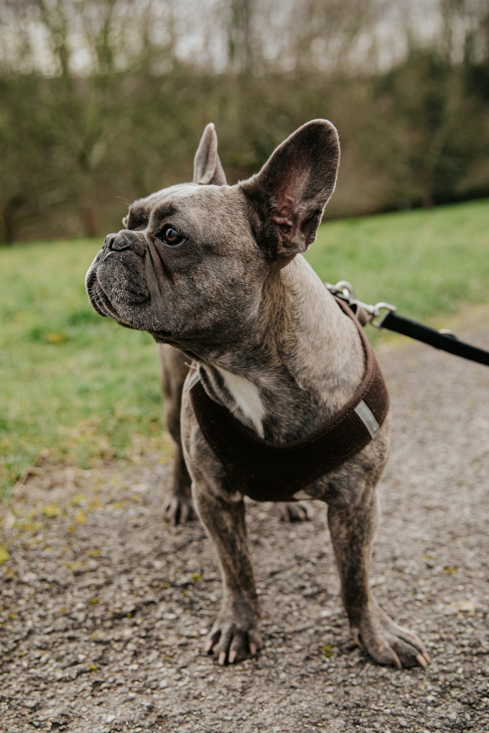 brown and white short coated dog with black leash