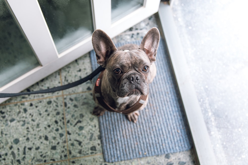 brown and black french bulldog on blue and white striped rug