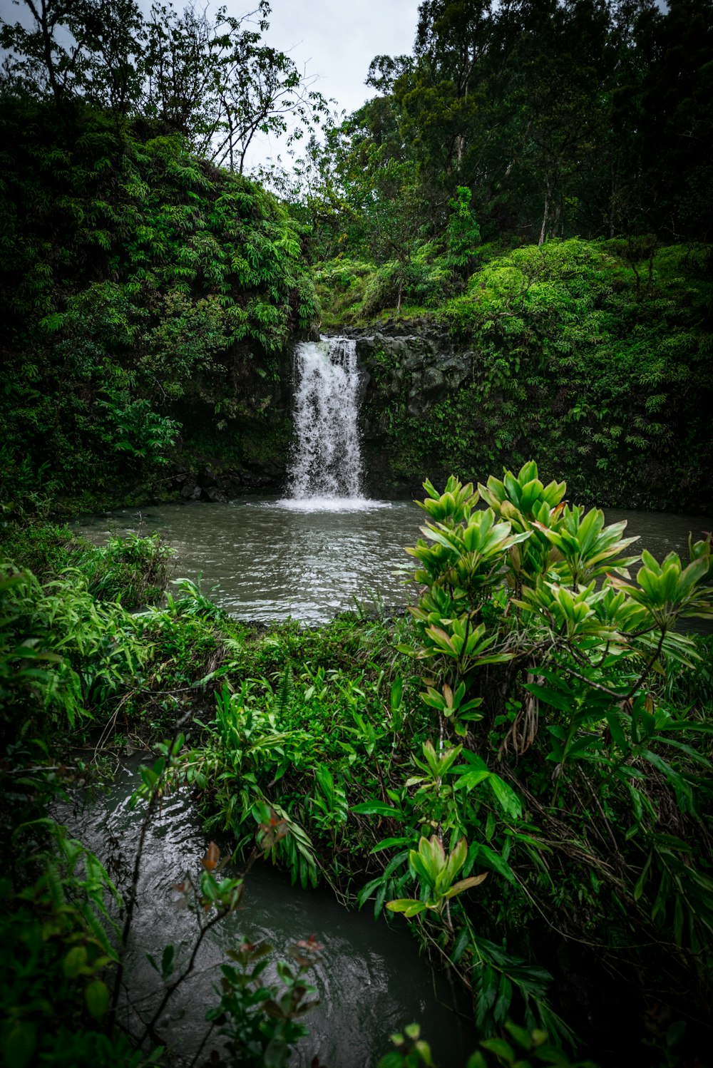 water falls in the middle of green trees