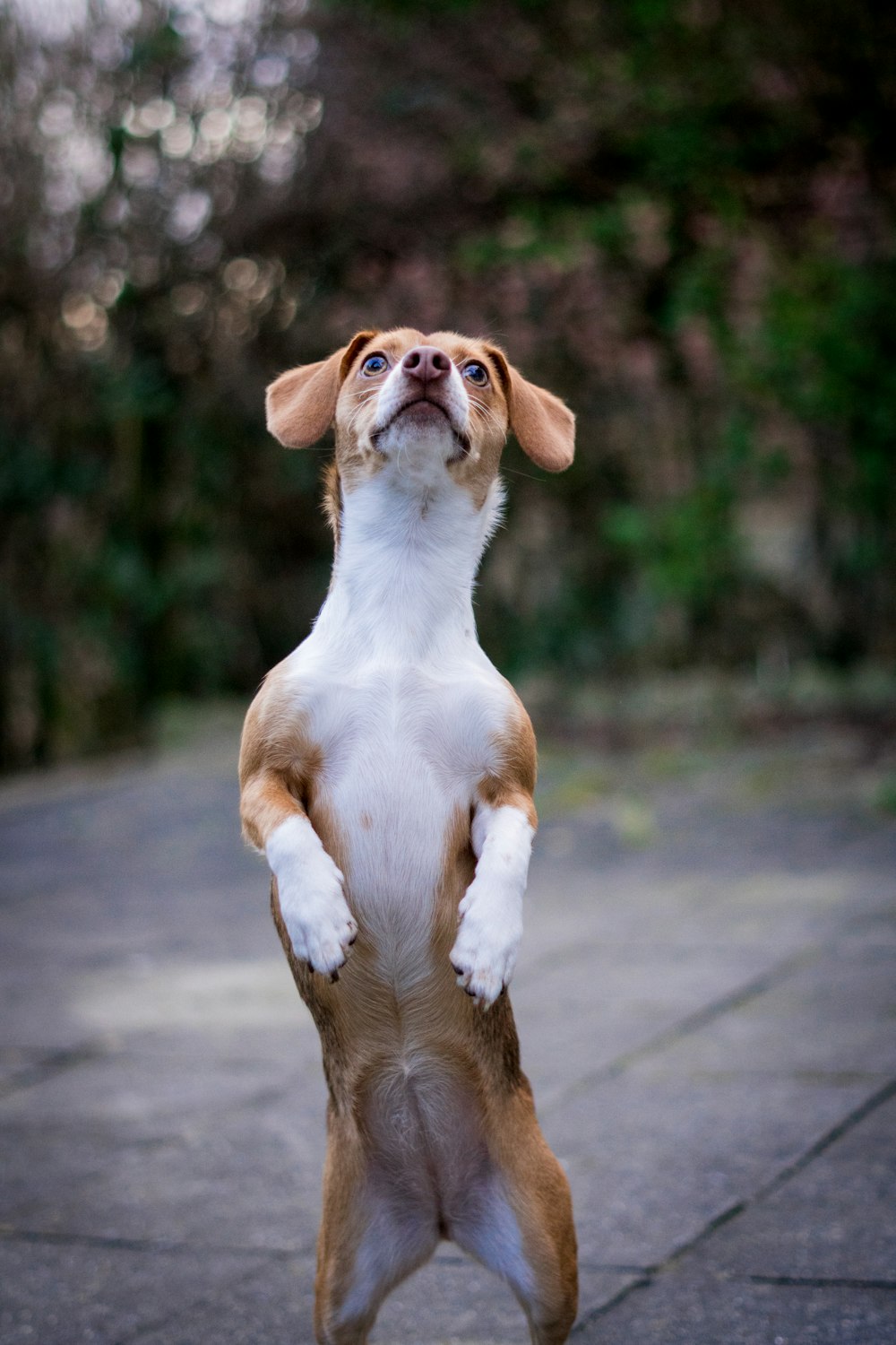 brown and white short coated small dog