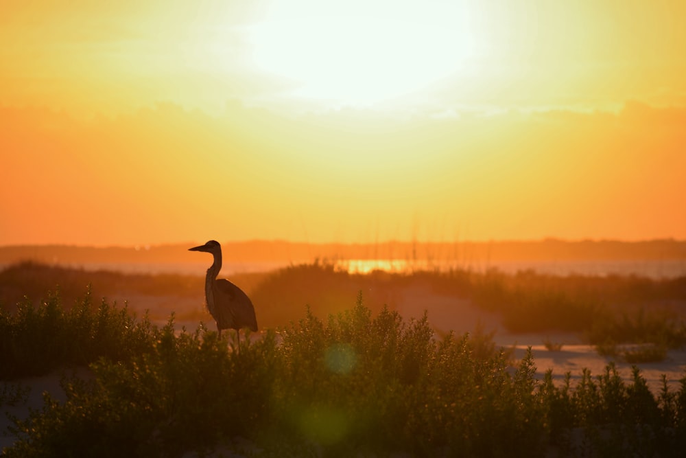 silhouette of duck on green grass field during sunset