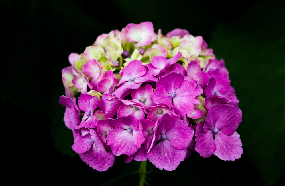 purple and white flower in close up photography