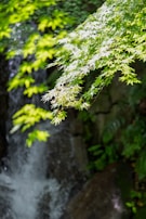 Sunlight filtering through leaves onto a natural stone pool.