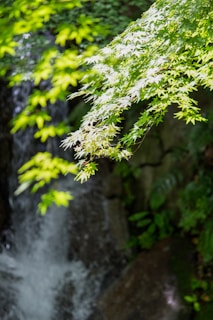 Sunlight filtering through leaves onto a natural stone pool.